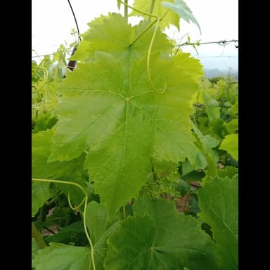 ورق عنب اخضر - 4.99 usd